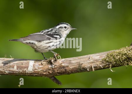 Schwarzweißkriecher (Mniotilta varia), weibliche Stange auf einem Ast, Seitenansicht, USA, Texas Stockfoto