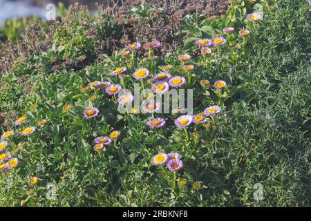 Strandflöte, Strandaster, Seaside Daisy (Erigeron glaucus), Bluehend an der Küste, USA, Kalifornien, Pebble Beach, Monterey Stockfoto