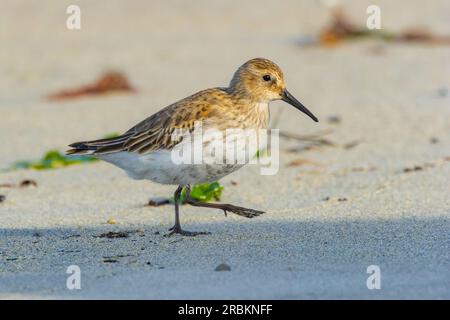 dunlin (Calidris alpina), Strandspaziergang, Seitenblick, Deutschland, Schleswig-Holstein, Helgoland Stockfoto