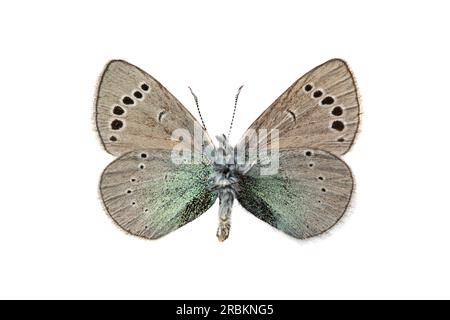 Grüne Unterseite blau (Glaucopsyche alexis), männlich, Unterseite, ausgeschnitten Stockfoto