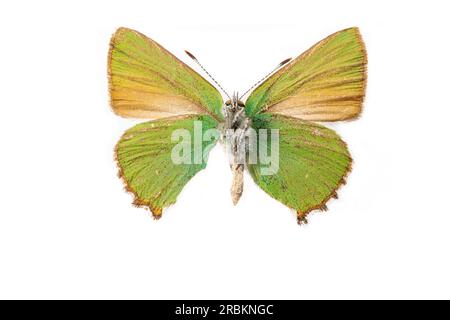 Grüner Haarstreifen (Callophrys rubi), männlich, Unterseite, ausgeschnitten, Spanien Stockfoto