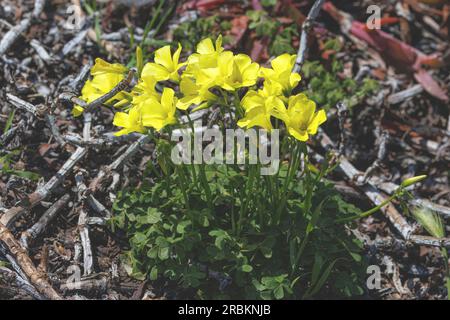 Bermuda-Butterblume, afrikanischer Holzsorrel, Bermuda-Sorrel, Butterblume oxalis, Cape-Sorrel, Englisches Unkraut, Ziegenfuss, Weidelgras, Soursob, Soursop (Oxalis Stockfoto