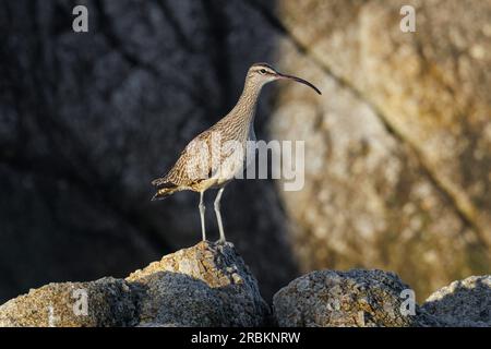 whimbrel (Numenius phaeopus), hoch oben auf einem Felsturm, USA, Kalifornien, Pebble Beach, Monterey Stockfoto