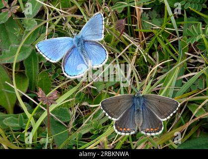 adonisblau (Polyommatus bellargus, Lysandra bellargus, Meleageria bellargus), Männlich und weiblich, Großbritisch Stockfoto