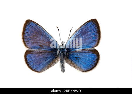 Grüne Unterseite blau (Glaucopsyche alexis), Männlich, oben, ausgeschnitten Stockfoto