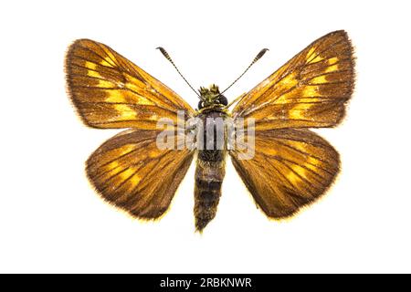 Großer Skipper (Ochlodes venatus, Ochlodes venata, Ochlodes sylvanus), weiblich, oben, Schluss jetzt Stockfoto