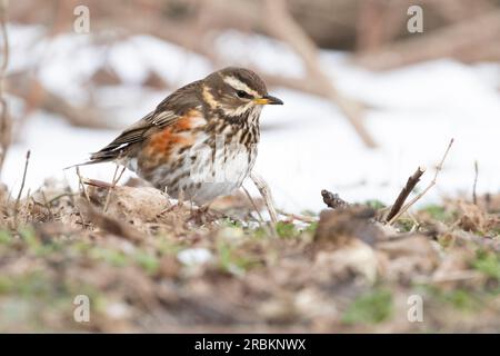 redwing (Turdus iliacus), Futtersuche im Winter, Seitenansicht, Niederlande Stockfoto