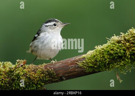 Schwarzweißkriecher (Mniotilta varia), weiblich auf einem modrigen Ast, USA, Texas Stockfoto