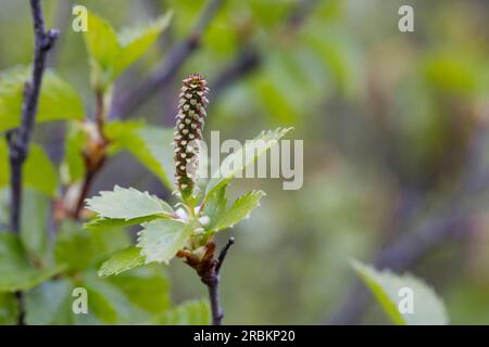 Flaumbirke, Moorbirke, weiße Birke, Flaumbirke, Moorbirke, Weißbirke, Europäische Weißbirke, behaarte Birke (Betula pubescens), weiblich Stockfoto
