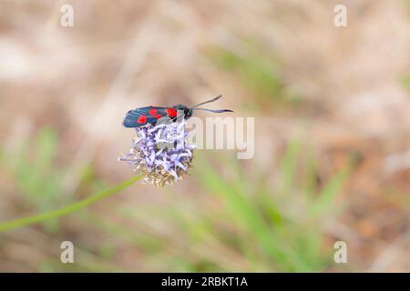 Sechs-Flecken-burnet-Motte, isoliert im Freien, hoch oben auf dem Blumenkopf. Stockfoto