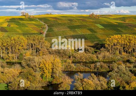 Weinberge auf der Weininsel zwischen Sommerach und Nordheim am Main auf der Vokacher Mainschleife, Bezirk Kitzingen, Niederfrankreich, Franken, Bayern Stockfoto