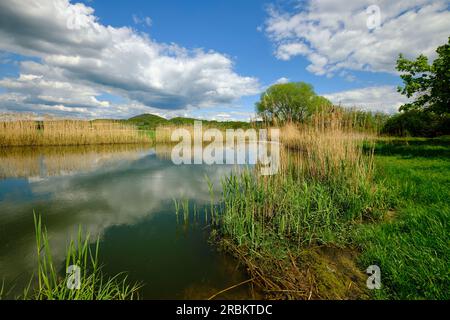 Lautensee im Naturschutzgebiet Mainaue bei Augsfeld, Stadt Hassfurt, Bezirk Hassberge, Niederfrankreich, Franken, Bayern, Deutschland Stockfoto