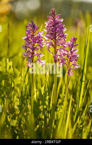 Helm-Orchidee, Orchis militaris Stockfoto