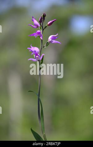 Roter Waldvogel, violetter Waldvogel, Waldvogel, Cephalanthera rubra Stockfoto