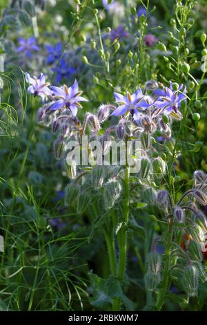 Borretsch, Borrango officinalis Stockfoto