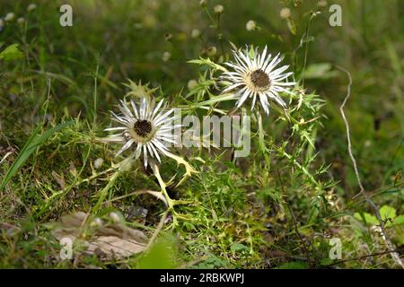 Silberne Distel, Carlina acaulis Stockfoto