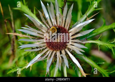 Silberne Distel, Carlina acaulis Stockfoto