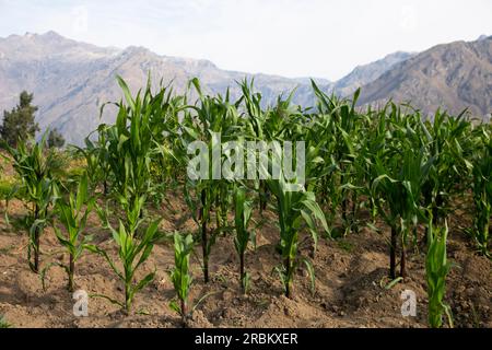 Bio-Maisfelder im Colca Canyon in der Nähe der Stadt Arequipa in Peru. Stockfoto