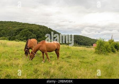 Majestätische Pferde in den ukrainischen Bergen Stockfoto