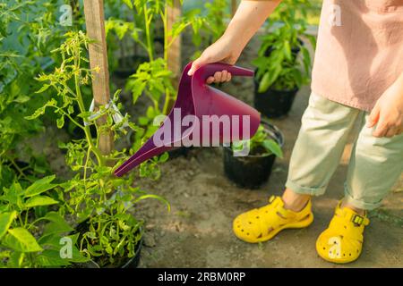 Eine junge Pflanze aus einer Gießkanne gießen. Eine Frau gießt Wasser aus der Gießkanne in den Blumentopf. Zugeschnittenes Bild einer Frau, die mit Pflanzen als Hobby oder arbeitet Stockfoto