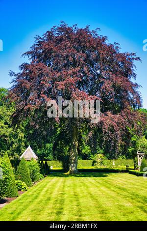 Wunderschöne alte Kupferbuche (Fagus sylvatica purpurea) auf einem Rasen. Stockfoto