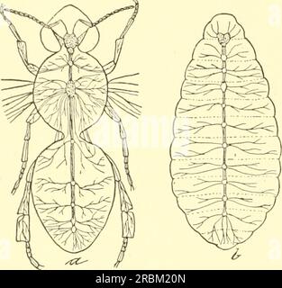 "Wirtschaftliche Entomologie für Landwirte und Obstanbauer und zur Verwendung als Lehrbuch in landwirtschaftlichen Schulen und Hochschulen;" (1906) Stockfoto