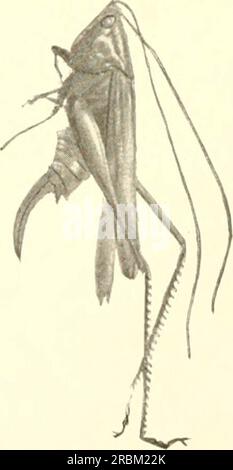 "Wirtschaftliche Entomologie für Landwirte und Obstanbauer und zur Verwendung als Lehrbuch in landwirtschaftlichen Schulen und Hochschulen;" (1906) Stockfoto