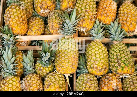 Ananas an einem Stand auf dem zentralen Obst- und Gemüsemarkt in Arequipa, Peru. Stockfoto