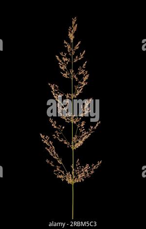 Schwarzer Bent (Agrostis gigantea). Infloreszenz-Nahaufnahme Stockfoto