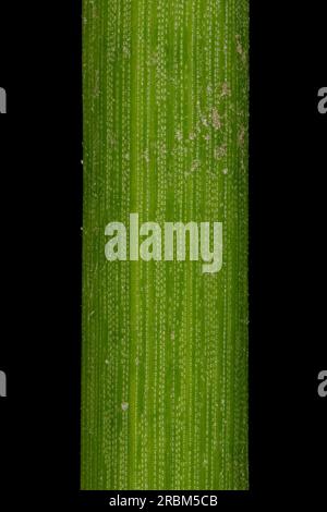 Gewöhnlicher Spikes-Rush (Eleocharis palustris). Stamm - Detail - Nahaufnahme Stockfoto