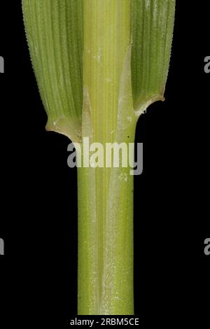 Schwarzer Bent (Agrostis gigantea). Kultknoten-Nahaufnahme Stockfoto