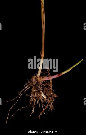 Schwarzer Bent (Agrostis gigantea). Root-Nahaufnahme Stockfoto