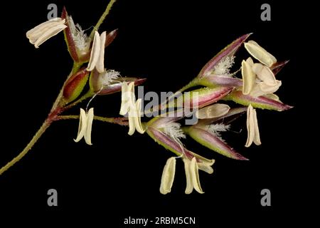 Schwarzer Bent (Agrostis gigantea). Florets Großaufnahme Stockfoto