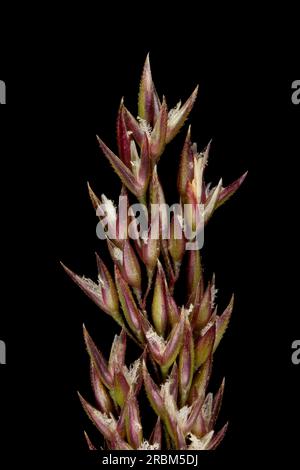 Schwarzer Bent (Agrostis gigantea). Infloreszenz Apex Closeup Stockfoto