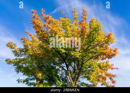 Autumn treetop in sunlight, Tuscany, Italy Stockfoto