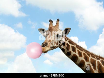 Wunderschöne afrikanische Giraffe, die Kaugummi gegen den Himmel bläst Stockfoto