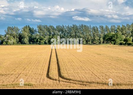 Maisanbau auf einem Feld in Norfolk. Stockfoto