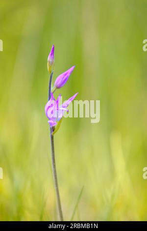 Roter Waldvogel, violetter Waldvogel, Cephalanthera rubra Stockfoto