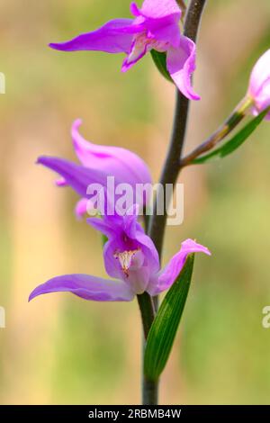 Roter Waldvogel, violetter Waldvogel, Cephalanthera rubra Stockfoto