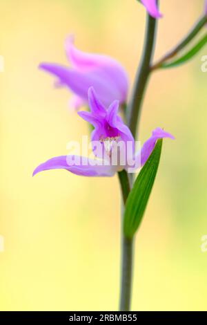 Roter Waldvogel, violetter Waldvogel, Cephalanthera rubra Stockfoto