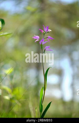 Roter Waldvogel, violetter Waldvogel, Cephalanthera rubra Stockfoto