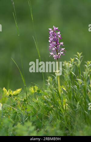 Helmorchidee, Orchis militaris, Helmorchidee Stockfoto