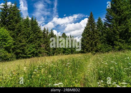 Das lange Rhön-Naturschutzgebiet im Kerngebiet des Rhön-Biosphärenreservats, Hessen, Bayern Stockfoto