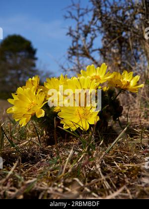 Spring Adonis, Spring Adonis, Adonis vernalis, Adonis Stockfoto