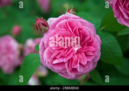 Aus nächster Nähe eine Lady Salisbury Rose in voller Blüte mit neuen Knospen dahinter Stockfoto