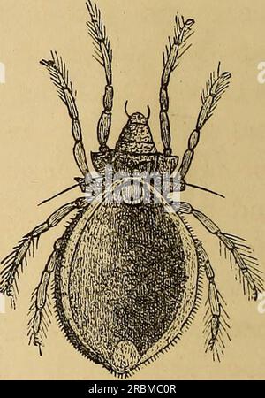 'Wirtschaftliche Entomologie' (1877) Stockfoto