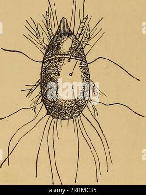 'Wirtschaftliche Entomologie' (1877) Stockfoto