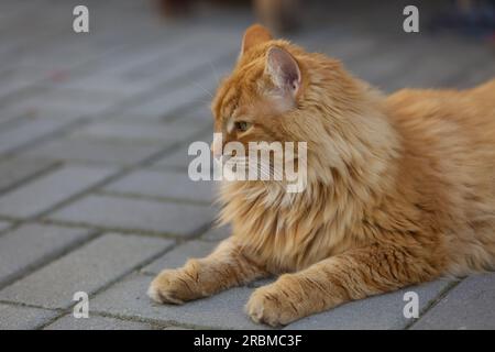 Eine Ingwerkatze, die auf Fliesen liegt. Schließen. Stockfoto