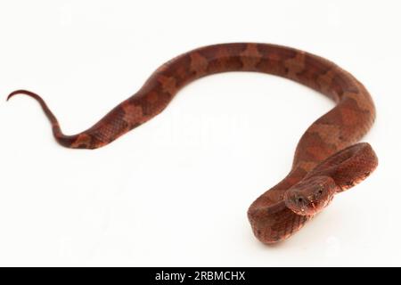 Flachnasige Pitviper-Schlange Craspedocephalus Trimeresurus puniceus isoliert auf weißem Hintergrund Stockfoto