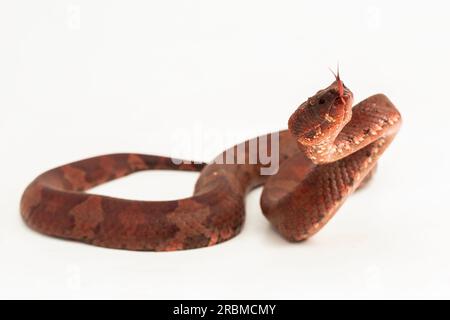 Flachnasige Pitviper-Schlange Craspedocephalus Trimeresurus puniceus isoliert auf weißem Hintergrund Stockfoto